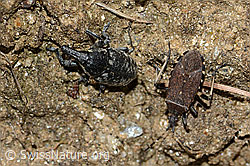 Larinus brevis (Rüsselkäfer) und Dicranocephalus medius (Wolfsmilchwanze) (C222948) Larinus brevis (Rüsselkäfer) und Dicranocephalus medius (Wolfsmilchwanze) (C222948)