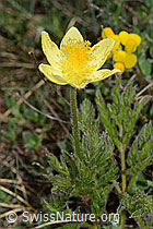 Schwefel-Anemone (Pulsatilla alpina ssp. apiifolia) (C222951) Schwefel-Anemone (Pulsatilla alpina ssp. apiifolia) (C222951)
