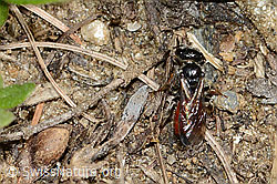 Foto: Gewöhnliche Blutbiene (Sphecodes ephippius)