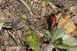 Foto: Gewöhnliche Blutbiene (Sphecodes ephippius)