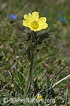 Schwefel-Anemone (Pulsatilla alpina ssp. apiifolia) (C222961) Schwefel-Anemone (Pulsatilla alpina ssp. apiifolia) (C222961)