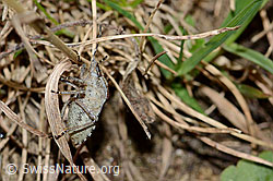 Beerenwanze (Dolycoris baccarum) (C222968) Beerenwanze (Dolycoris baccarum) (C222968)
