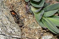 Foto: Gewöhnliche Blutbiene (Sphecodes ephippius)
