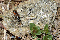 Foto: Gewöhnliche Blutbiene (Sphecodes ephippius)