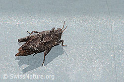 Zweipunkt-Dornschrecke (Tetrix bipunctata) (C223003)