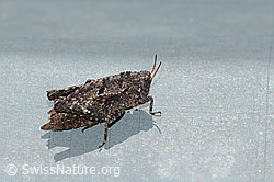 Zweipunkt-Dornschrecke (Tetrix bipunctata) (C223004)