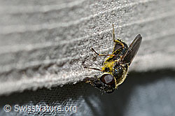 Gänsedistel-Erzschwebfliege (Cheilosia caerulescens) (C223010)