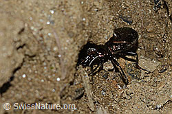 Metallischer Grabkäfer (Pterostichus burmeisteri) (C223023) Metallischer Grabkäfer (Pterostichus burmeisteri) (C223023)