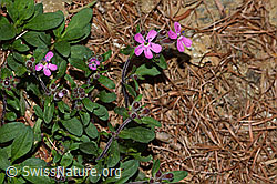 Rotes Seifenkraut (Saponaria ocymoides) (C223050) Rotes Seifenkraut (Saponaria ocymoides) (C223050)