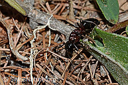 Foto: Braunschwarze Rossameise (Camponotus ligniperda)