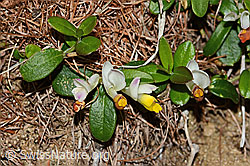 Buchsblättrige Kreuzblume (Polygala Chamaebuxus) (C223094) Buchsblättrige Kreuzblume (Polygala Chamaebuxus) (C223094)