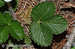 Wald-Erdbeere (Fragaria vesca) (C223101)
