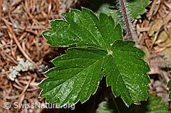 Wald-Erdbeere (Fragaria vesca) (C223102)