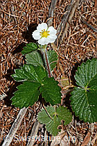 Wald-Erdbeere (Fragaria vesca) (C223104)