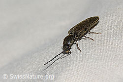 Foto: Schwarzer Zwerg-Schnellkäfer (Limonius minutus)