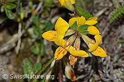 Gewöhnlicher Hornklee (Lotus corniculatus) (C225078)