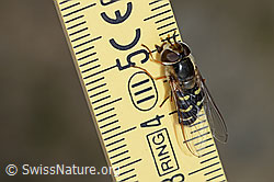 Photo: Scaeva selenitica