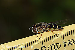 Photo: Scaeva selenitica