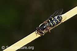 Photo: Scaeva selenitica