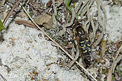 Photo: Scaeva selenitica