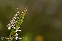 Crambus lathoniellus (Rüsselzünsler) an Gras (C225098) Crambus lathoniellus (Rüsselzünsler) an Gras (C225098)