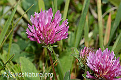 Rot-Klee (Trifolium pratense) (C225117) Rot-Klee (Trifolium pratense) (C225117)