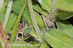 Langhaariges Habichtskraut (Hieracium pilosella) (C225131)