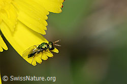 Foto: Erzwespe aus der Familie Pteromalidae auf Blume