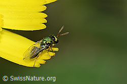 Foto: Erzwespe aus der Familie Pteromalidae auf Blume