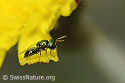 Foto: Erzwespe aus der Familie Pteromalidae auf Blume