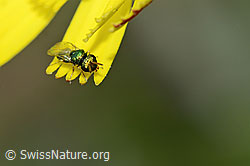 Foto: Erzwespe aus der Familie Pteromalidae auf Blume
