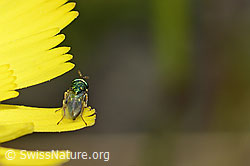 Foto: Erzwespe aus der Familie Pteromalidae auf Blume