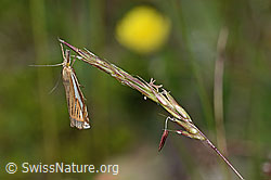 Crambus lathoniellus (Rüsselzünsler) an Gras (C225164) Crambus lathoniellus (Rüsselzünsler) an Gras (C225164)