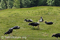 Hausrinder (Bos taurus) auf Alpweide (30.05.2022, C225167)