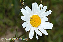 Gewöhnliche Wiesen-Margerite (Leucanthemum vulgare) (C225169) Gewöhnliche Wiesen-Margerite (Leucanthemum vulgare) (C225169)