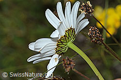 Gewöhnliche Wiesen-Margerite (Leucanthemum vulgare) (C225173) Gewöhnliche Wiesen-Margerite (Leucanthemum vulgare) (C225173)