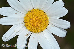 Gewöhnliche Wiesen-Margerite (Leucanthemum vulgare) (C225174) Gewöhnliche Wiesen-Margerite (Leucanthemum vulgare) (C225174)