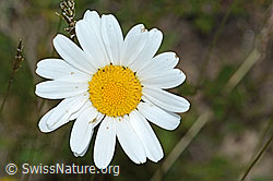 Gewöhnliche Wiesen-Margerite (Leucanthemum vulgare) (C225175) Gewöhnliche Wiesen-Margerite (Leucanthemum vulgare) (C225175)