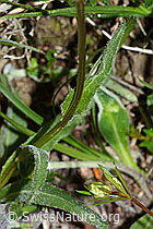 Foto: Rundköpfige Rapunzel (Phyteuma orbiculare)