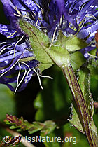 Foto: Rundköpfige Rapunzel (Phyteuma orbiculare)