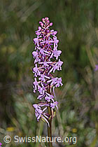 Langspornige Handwurz (Gymnadenia conopsea) (C225201)
