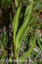 Langspornige Handwurz (Gymnadenia conopsea) (C225202)
