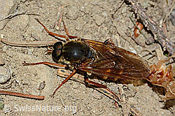 Coenomyia ferruginea (Stinkfliege) (C225212) Coenomyia ferruginea (Stinkfliege) (C225212)