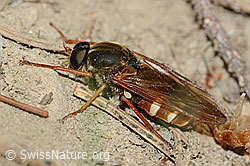 Coenomyia ferruginea (Stinkfliege) (C225214) Coenomyia ferruginea (Stinkfliege) (C225214)
