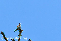 Foto: Distelfink (Carduelis carduelis)