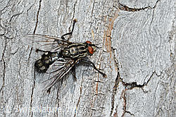Foto: Graue Fleischfliege (Sarcophaga carnaria)