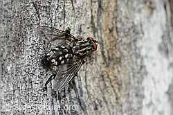 Foto: Graue Fleischfliege (Sarcophaga carnaria)
