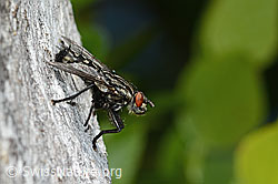 Foto: Graue Fleischfliege (Sarcophaga carnaria)