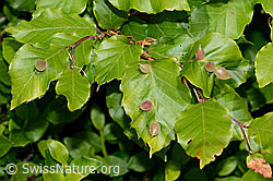 Pflanzengallen der Buchengallmücke (Mikiola fagi) an Rotbuche (Fagus sylvatica) (C225277) Pflanzengallen der Buchengallmücke (Mikiola fagi) an Rotbuche (Fagus sylvatica) (C225277)