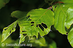 Buchengallmücke (Mikiola fagi) an Rotbuche (Fagus sylvatica)